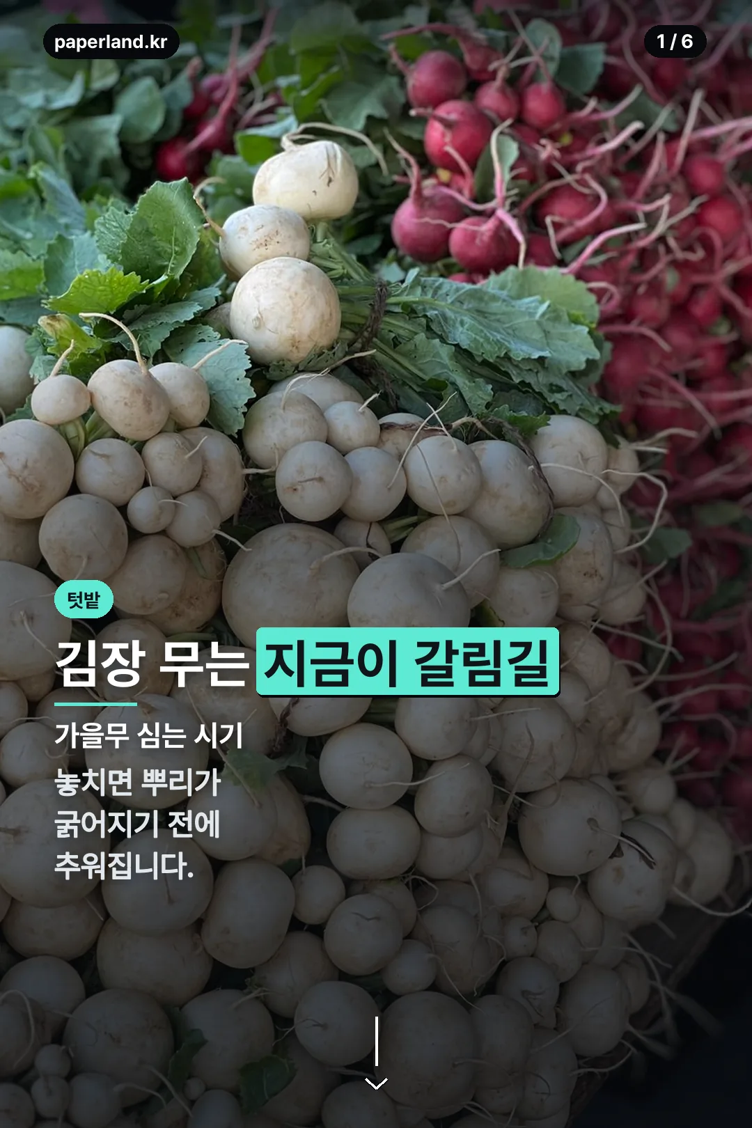 가을무 심는 시기 표지