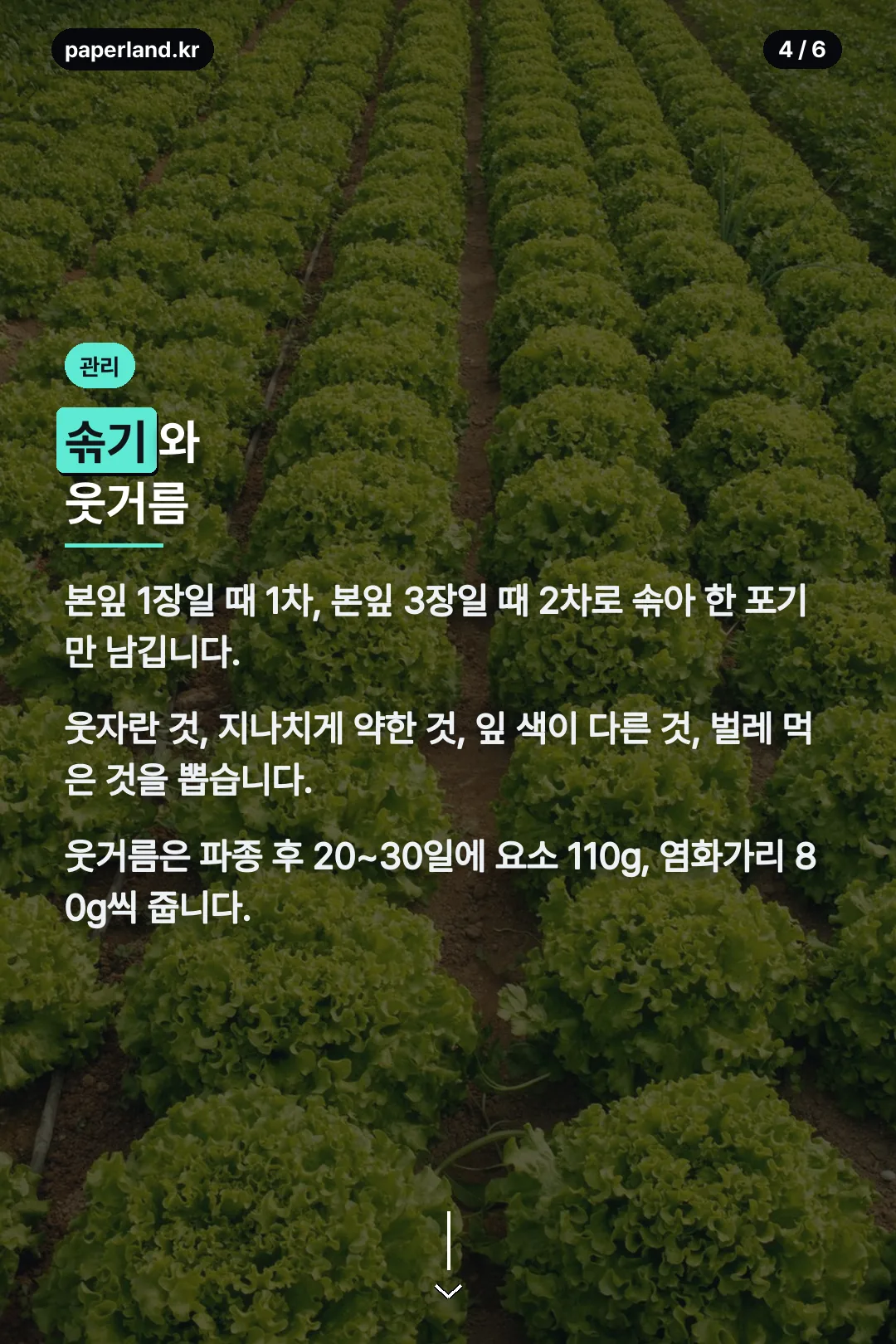 솎기와 웃거름