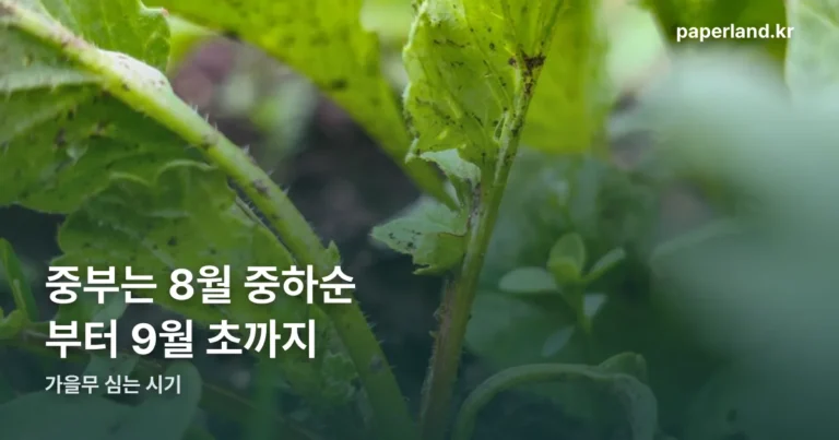 가을무 심는 시기 — 중부는 8월 중하순부터 9월 초까지