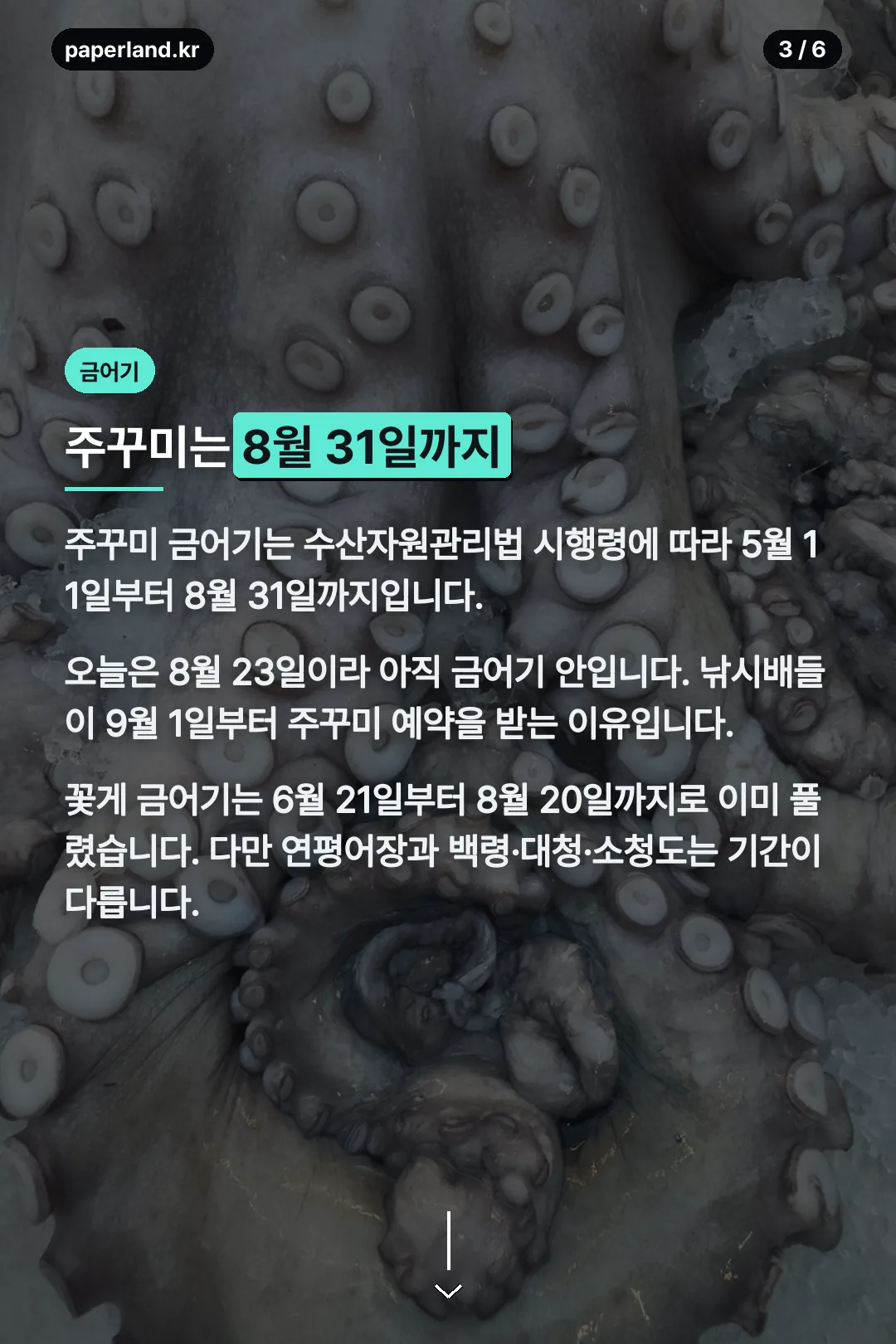 주꾸미 금어기