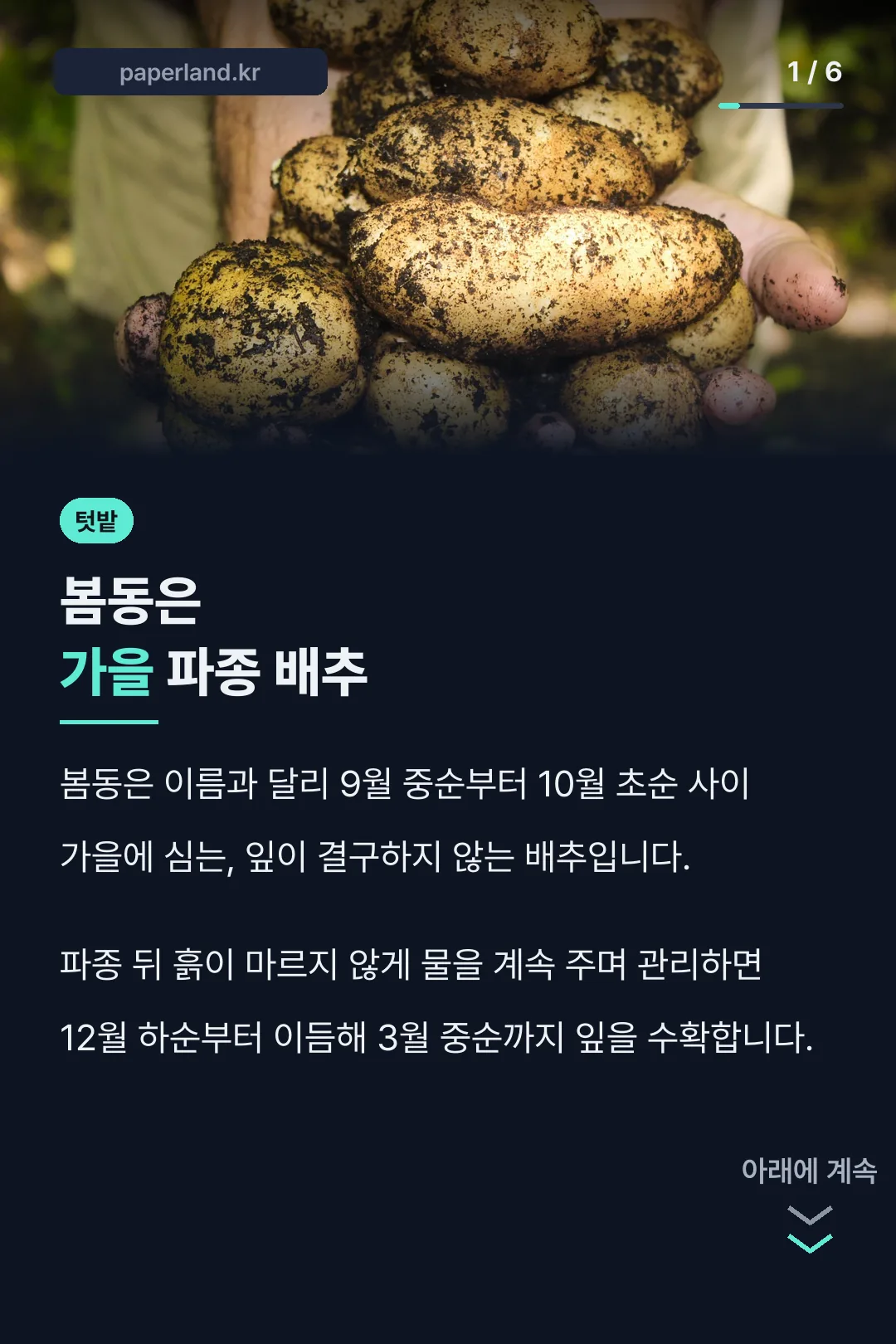 봄동은 가을 파종 배추