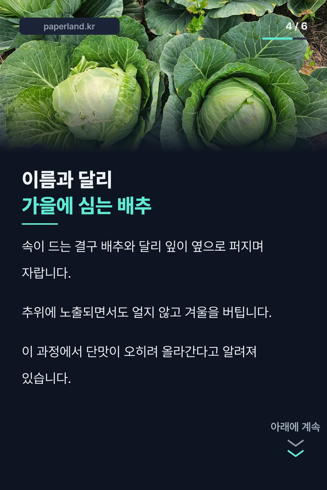 가을에 심는 배추 특징