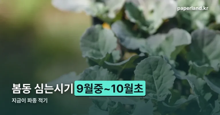 봄동 심는시기 — 9월 중순~10월 초, 지금이 적기입니다
