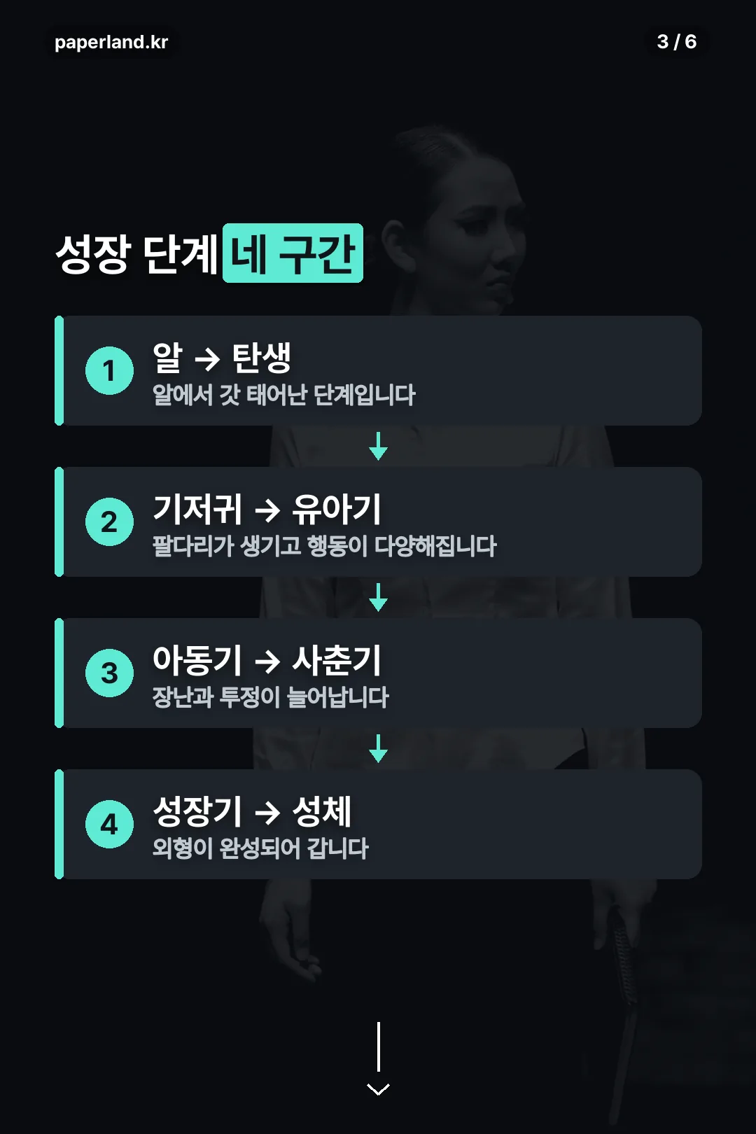 성장 단계 네 구간