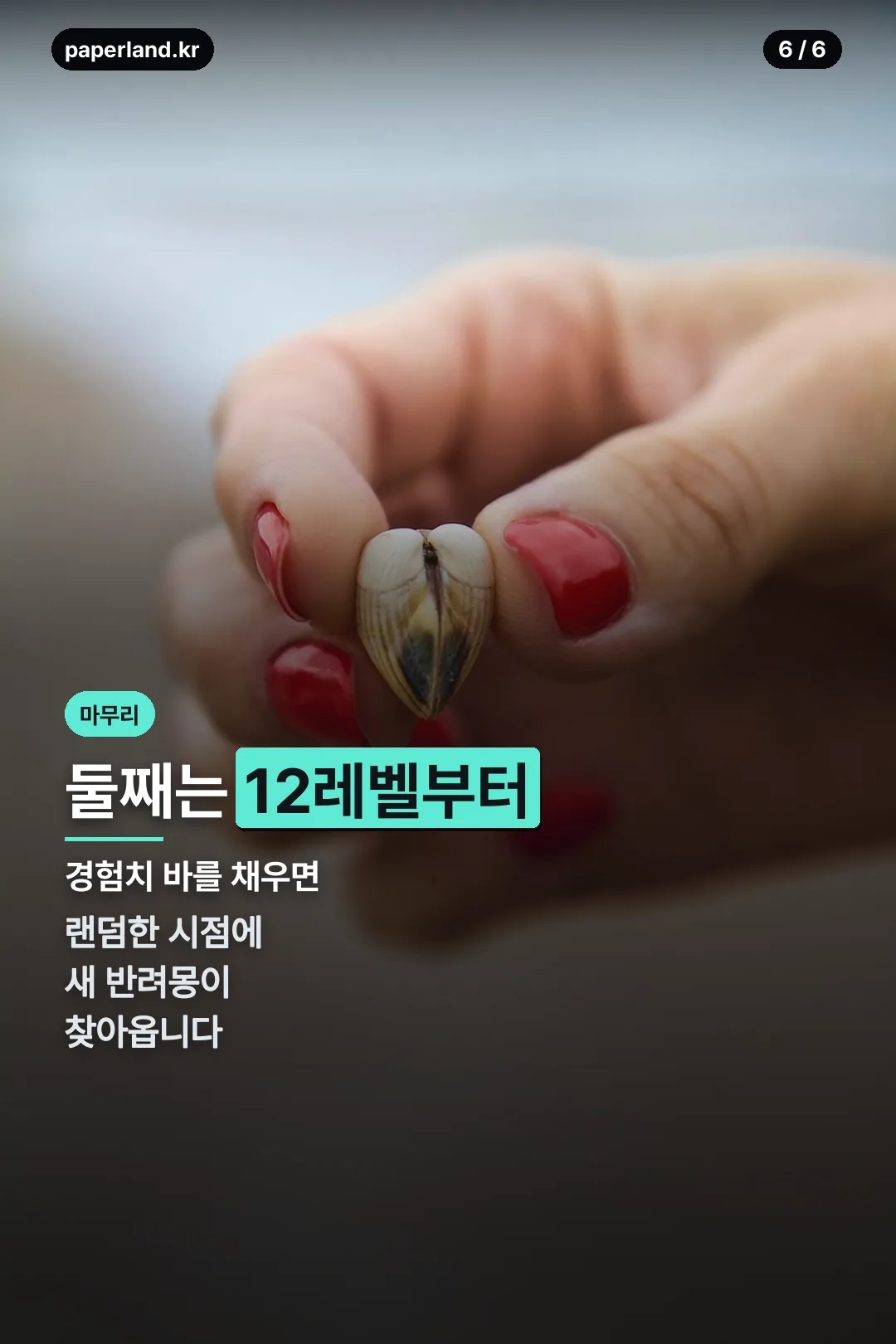 둘째 반려몽 마무리